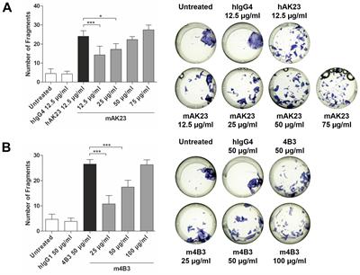 Binding to the neonatal Fc receptor enhances the pathogenicity of anti-desmoglein-3 antibodies in keratinocytes